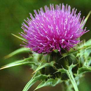 MILK THISTLE (80% SILYMARIN)